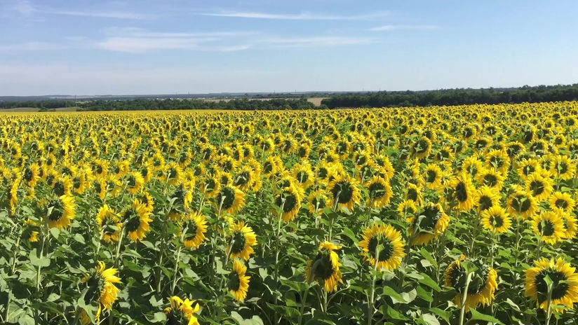 Black Sea crop tour 2017